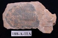 藏品(三葉蟲)的圖片